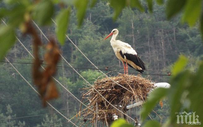 Спасиха 4 щъркела край Съединение и село Оризари