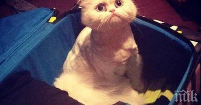 Тези животни не могат да повярват, че отиваш без тях на екскурзия, почивка, ваканция...