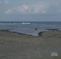 Откриха труп на румънски турист в морето край Тюленово