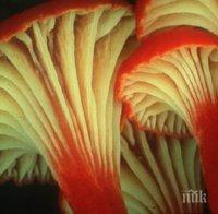 Русия забрани форума Reddit заради съвети относно халюциногенни гъби
