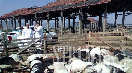 жестокост изглежда евтаназията животни кюстендилското село смочево снимки