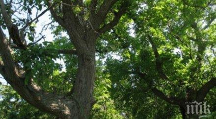 клон прекърши премаза камион вършец