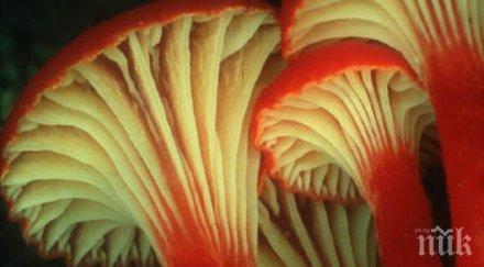 русия забрани форума reddit заради съвети относно халюциногенни гъби