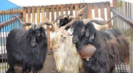 одбх регистрирани случаи бруцелоза животните област варна