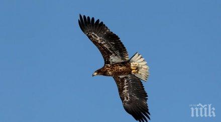 орел свали дрон австралия