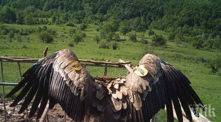 мишел името първото бебе белоглав лешояд стара планина