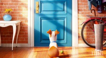 пик ветеринарен лекар домашните любимци част семейството