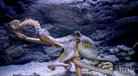 вид тихоокеански октопод обича секса компаниите
