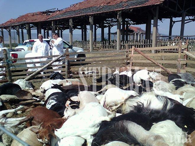 Жестокост: Ето как изглежда евтаназията на животни в кюстендилското село Смочево (снимки)
