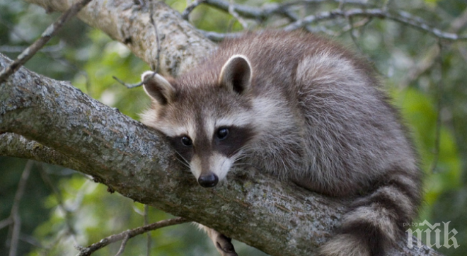 Украинската армия назначава еноти