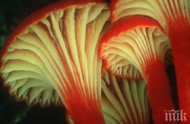 Русия забрани форума Reddit заради съвети относно халюциногенни гъби
