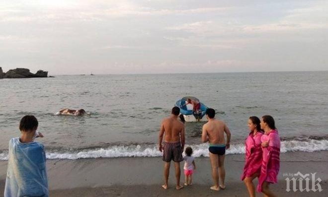 Труп на крава изплува на плажа в Царево (снимка)