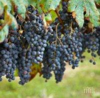Очаква се реколта от 250 хил. тона висококачествено грозде за вино