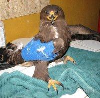 Бракониери стрелят по защитени птици в карловския Балкан