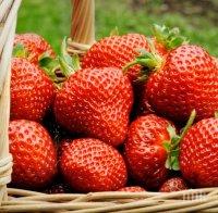 Празник на ягодата празнуват днес в родопското село Осиково