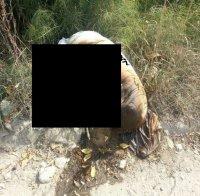 Варненци в ступор: Увит труп на едро животно се разлага на Крайезерния път (снимка)