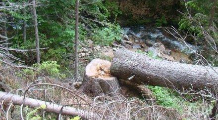 нелеп инцидент паднало дърво уби две деца калифорнийски парк