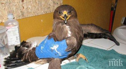 бракониери стрелят защитени птици карловския балкан