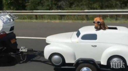 кучешки живот повозим домашния любимец стил видео