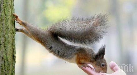 катерици разнасят чума йосемити