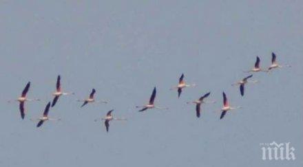 птиците отлитат сами каква височина