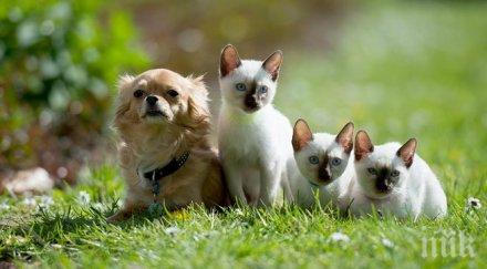 учени доказаха котките добри оцеляването кучетата
