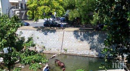 роми къпаха кон центъра благоевград снимки