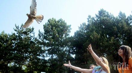 шест диви птици полетяха свободни небето софия
