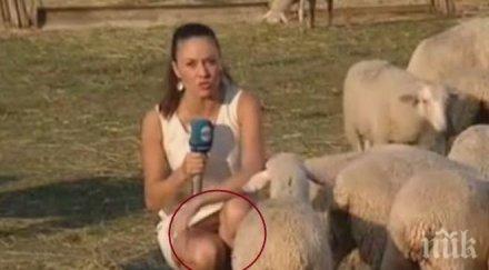 супершоу репортерка нова телевизия приклекна овце къса рокличка вижте еротичната гледка откри видео