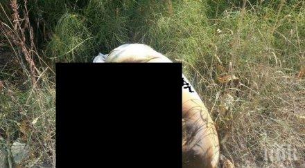 варненци ступор увит труп едро животно разлага крайезерния път снимка
