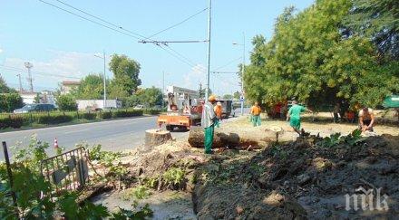 отрязаха годишно дърво пловдив спукало водопровод