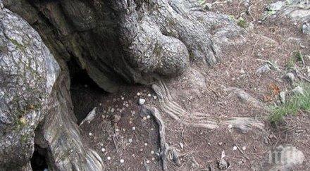 поредно туристическо безумие байкушевата мура крачка унищожение заради пъхнати монети кората