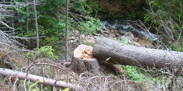 Нелеп инцидент! Паднало дърво уби две деца в калифорнийски парк 