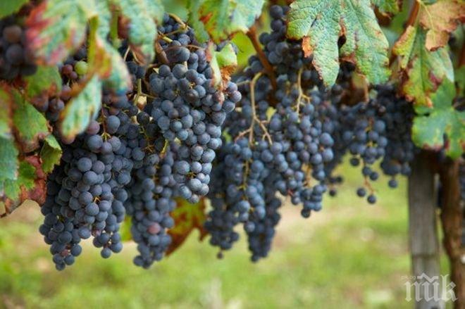 Очаква се реколта от 250 хил. тона висококачествено грозде за вино