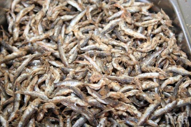 Цената на рибата от морето тръгна надолу. Барбунът върви по 3,40 лв, а калканът по 35 лв.