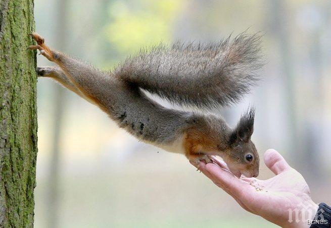 Катерици разнасят чума в Йосемити