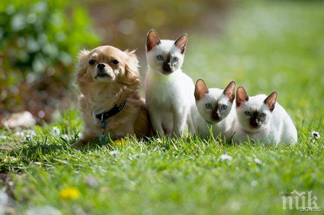 Учени доказаха, че котките са по-добри в оцеляването от кучетата