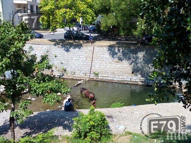 Роми къпаха кон в центъра на Благоевград (снимки)