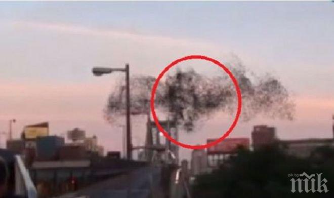 Ято птици очерта лика на Путин в небето над Ню Йорк (снимка и видео)