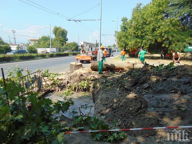 Отрязаха 50-годишно дърво в Пловдив, защото спукало водопровод
