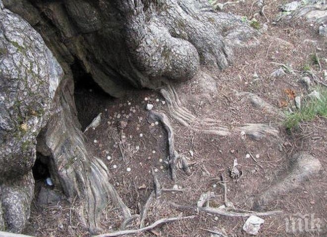 Поредно туристическо безумие: Байкушевата мура на крачка от унищожение заради пъхнати монети под кората ѝ