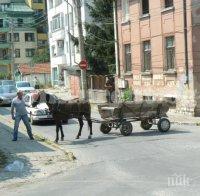 Кон с каруца паркира на централна улица във Враца и едва не предизвика катастрофа (снимки)
