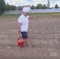 Добър пример! Президентът на Беларус стана земеделец - вади картофи (видео)