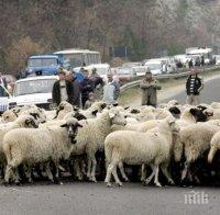 Шофьор помете стадо овце