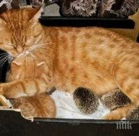 Природата съвсем се чална! Котка осинови 4 таралежчета (снимки)
