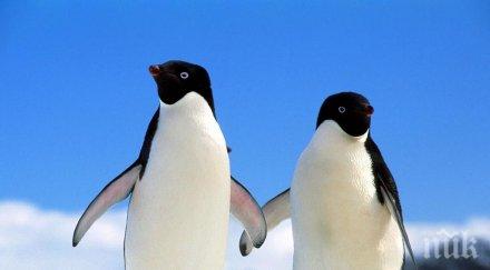 пингвини объркаха стигнаха тропическа бразилия