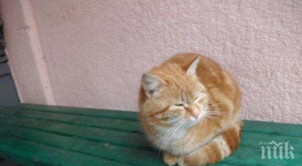 цял блок осинови котката психично болна жена