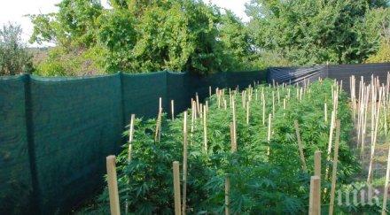 мъж петрич отгледа килограма канабис двора арестуваха