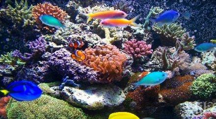 специален комплект превръща аквариума тренировъчен лагер рибите