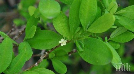 боливия намалила производството кока